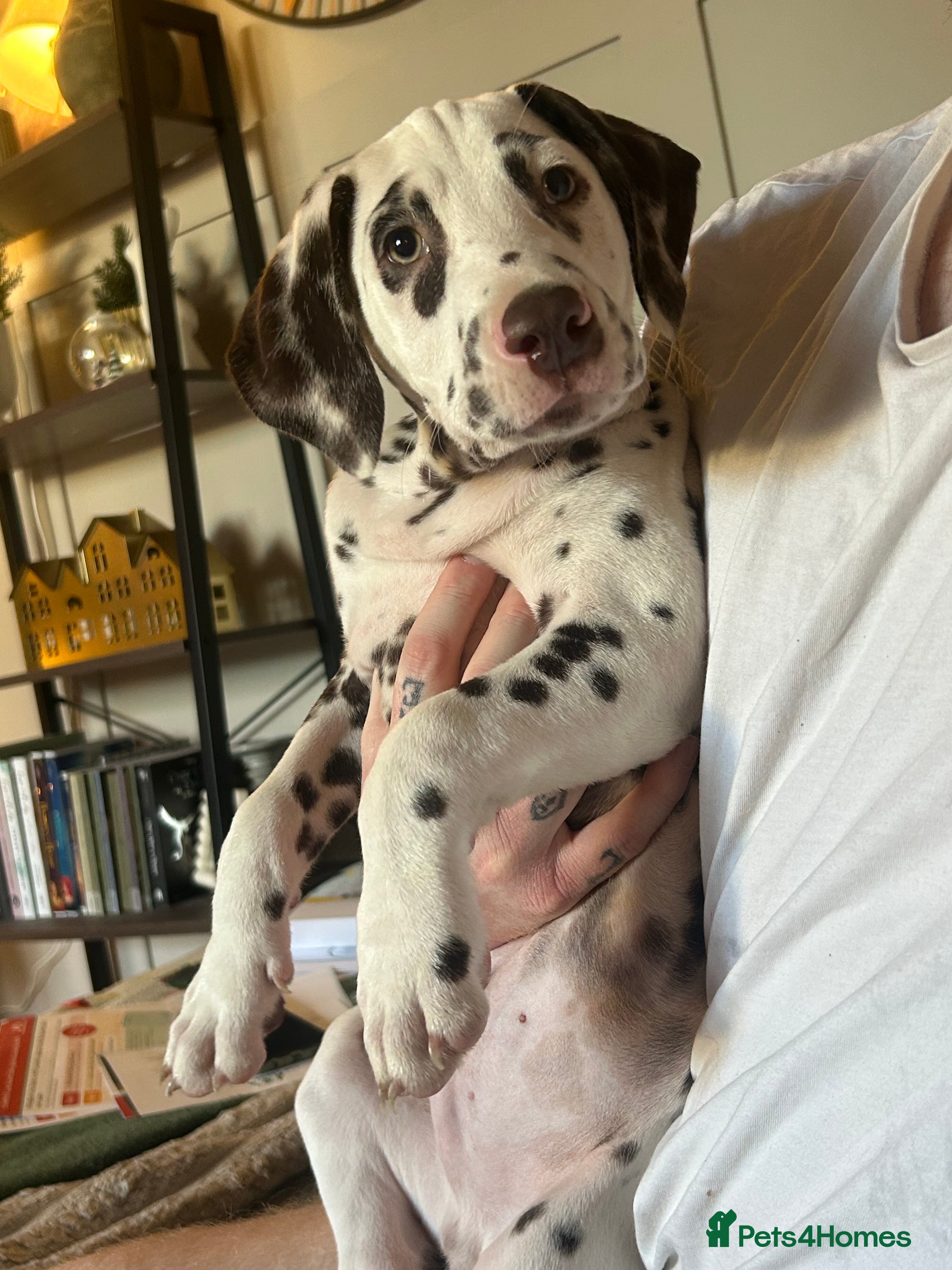 Dalmatian dogs KC Registered Dalmatian Puppies  - Advert 16