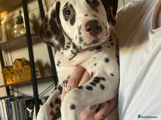 Dalmatian dogs KC Registered Dalmatian Puppies - Advert 16