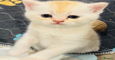 Scottish Fold cats - Advert 1