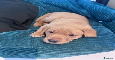 Labrador Retriever dogs - Advert 3