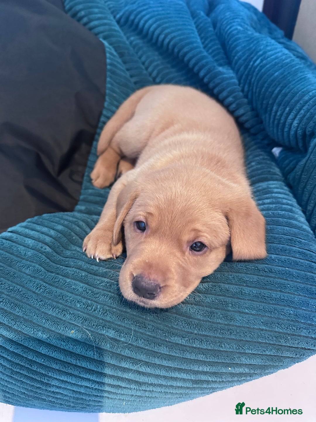 Labrador Retriever dogs for sale: ❤️ 🐾 KC registered Fox Red Labrador Pups, Angus - Image 2