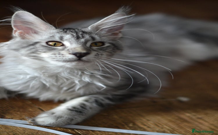 Maine Coon cats - Advert 2