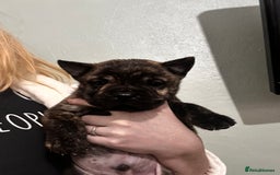 Mixed Breed dogs for sale: Beautiful frow frows for sale - Image 1