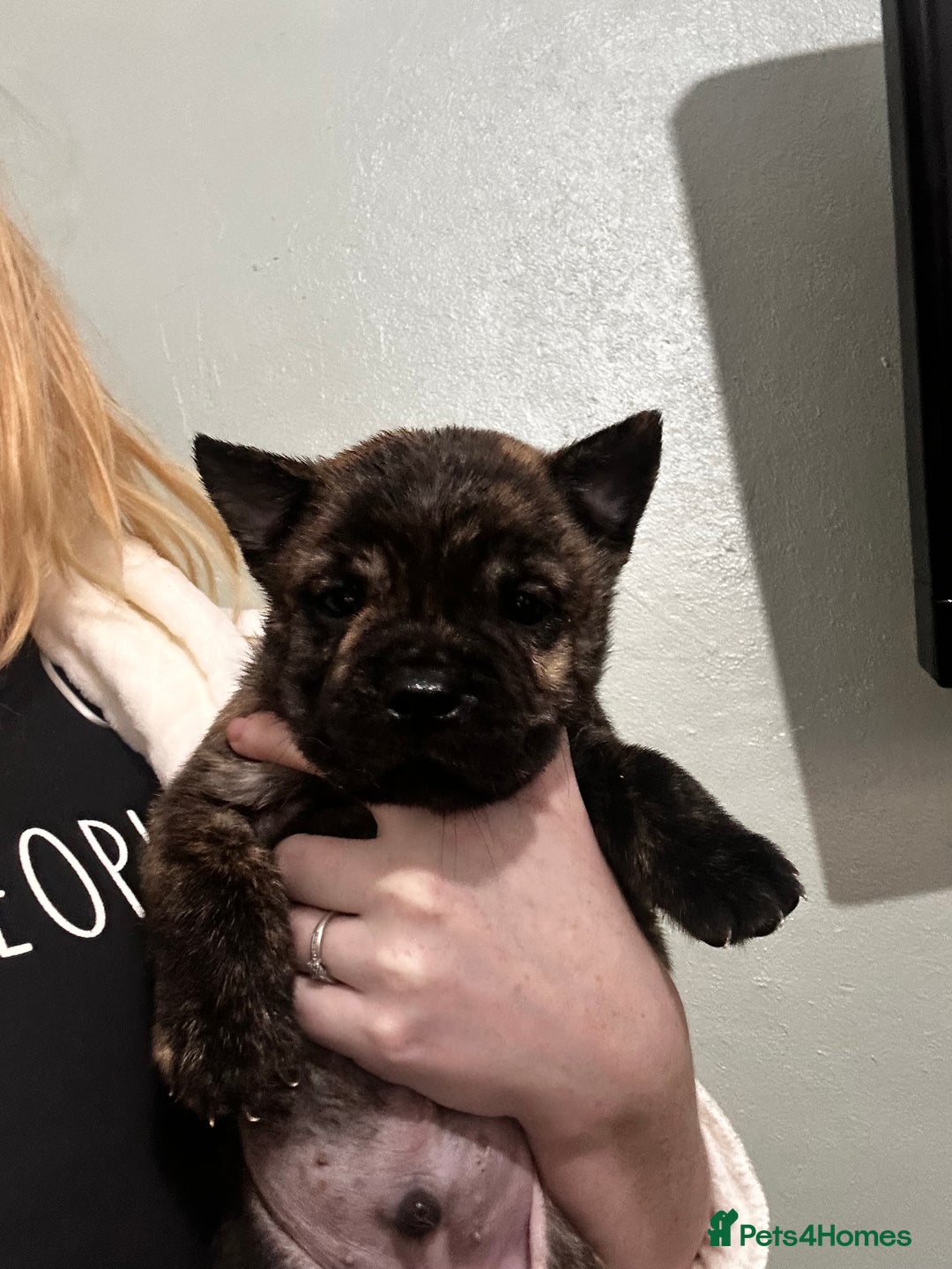 Mixed Breed dogs for sale: Beautiful frow frows for sale - Image 1