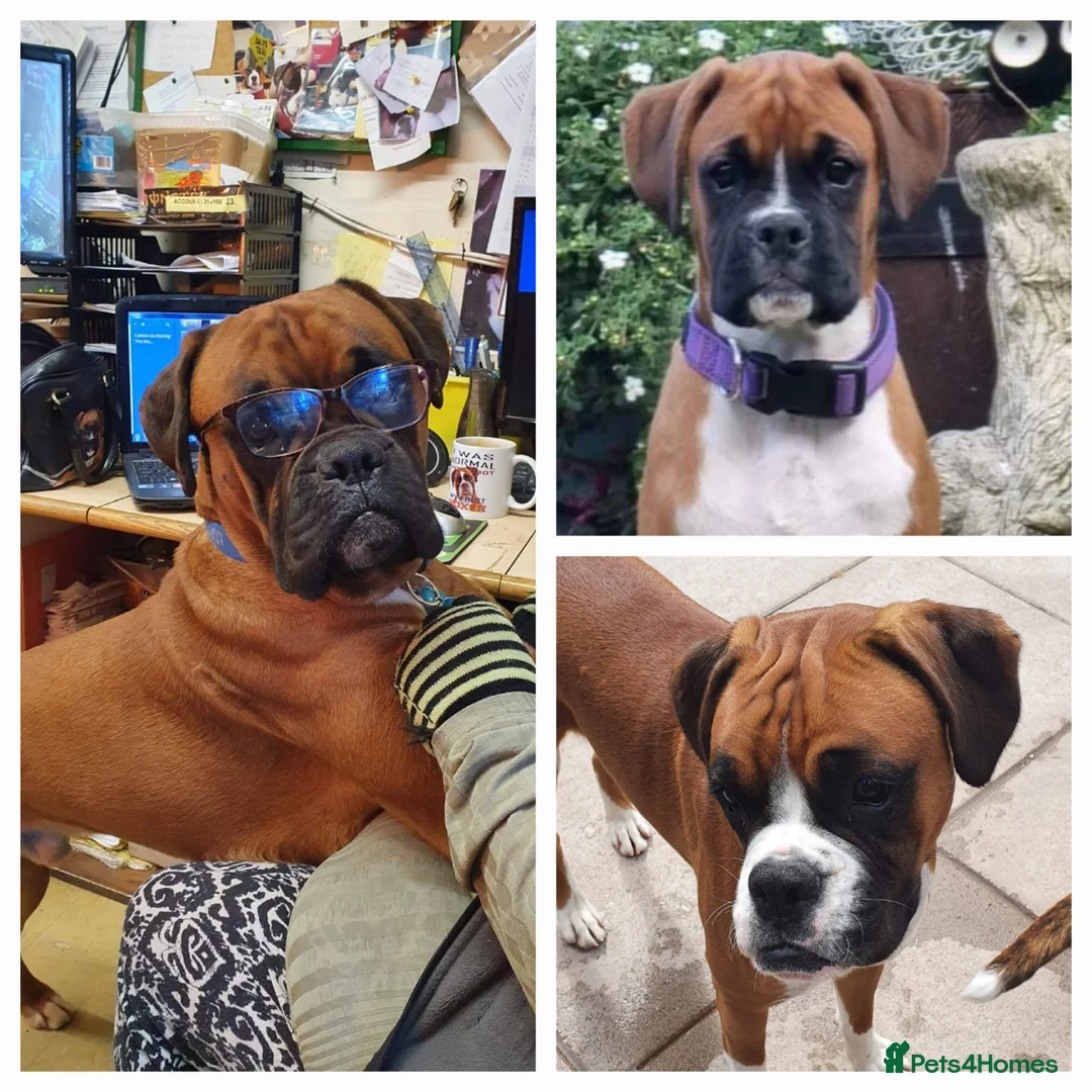 Boxer dogs for stud: For stud kc proven bobtail stunning boy in Telford - Advert 1