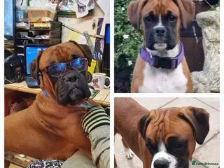 Boxer dogs For stud kc proven bobtail stunning boy in Telford - Advert 1