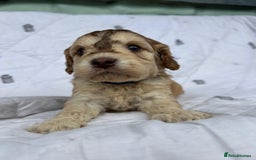 Cockapoo dogs for sale: Cockapoo puppies beautiful colours  - Image 14