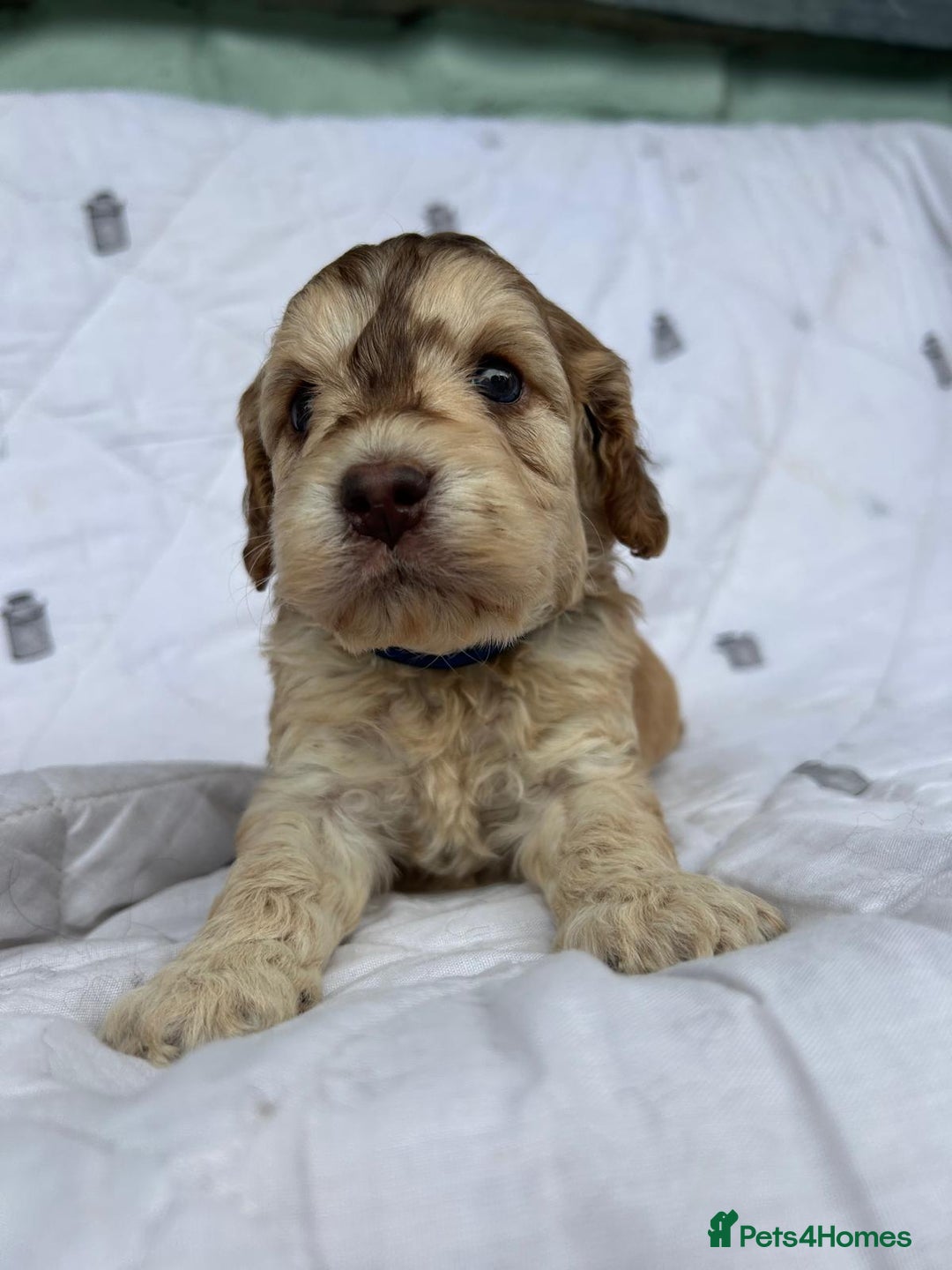 Cockapoo dogs for sale: Cockapoo puppies beautiful colours  - Image 14