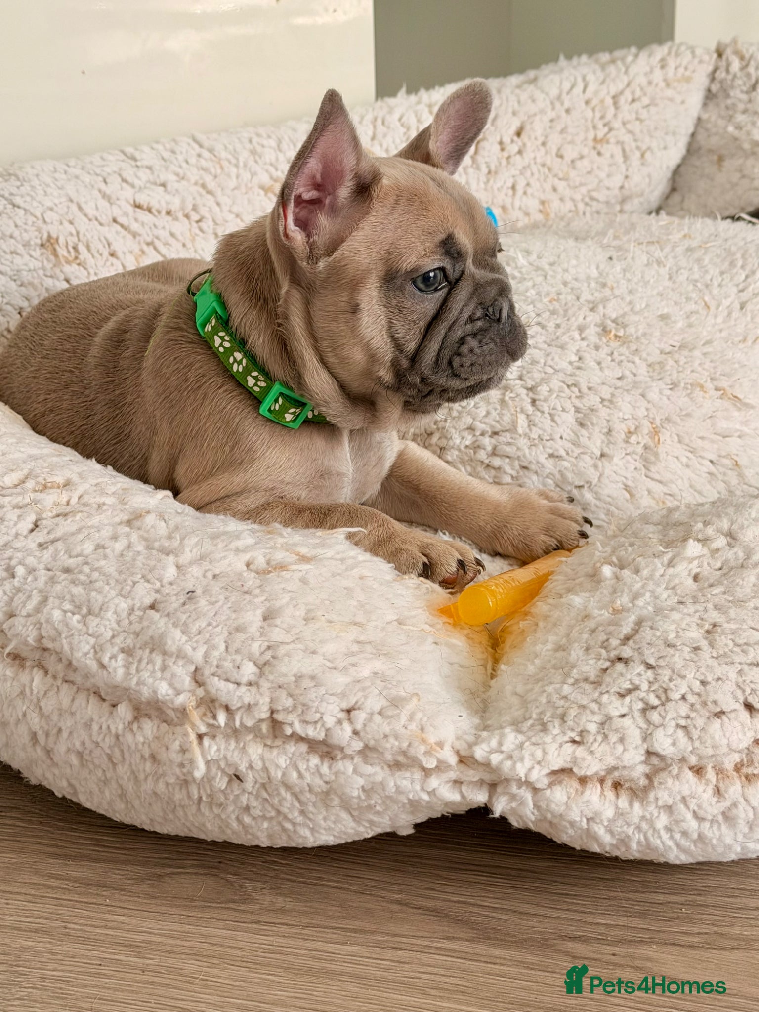 French Bulldog dogs French bulldog pups - Advert 7