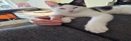 Mixed Breed cats for sale: Kitten needing forever home  in Birmingham - Advert 10