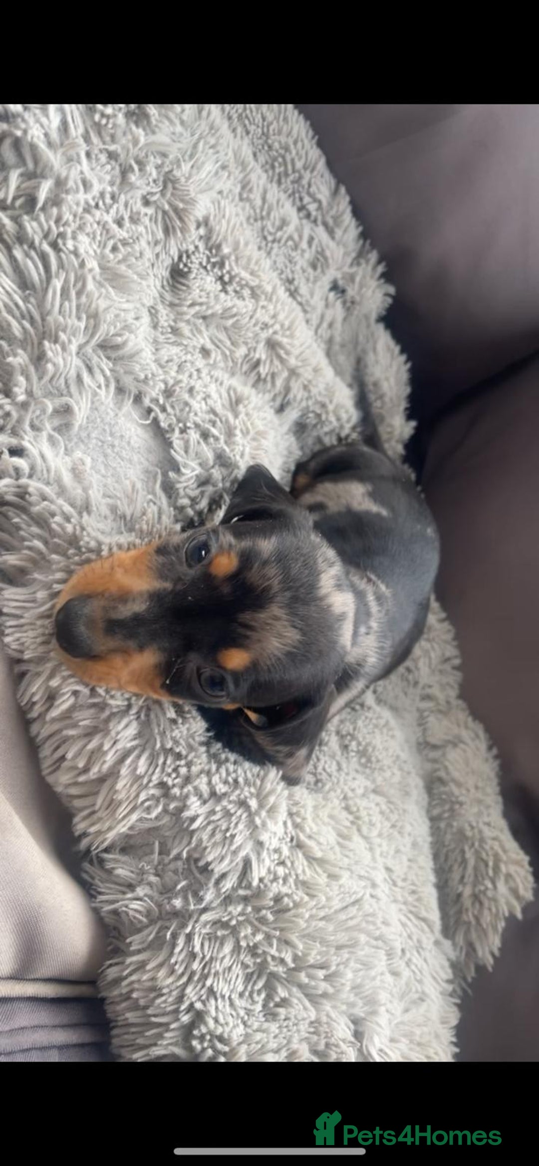 Dachshund dogs for sale: READY to leave dachshund puppy’s for sale  - Image 11