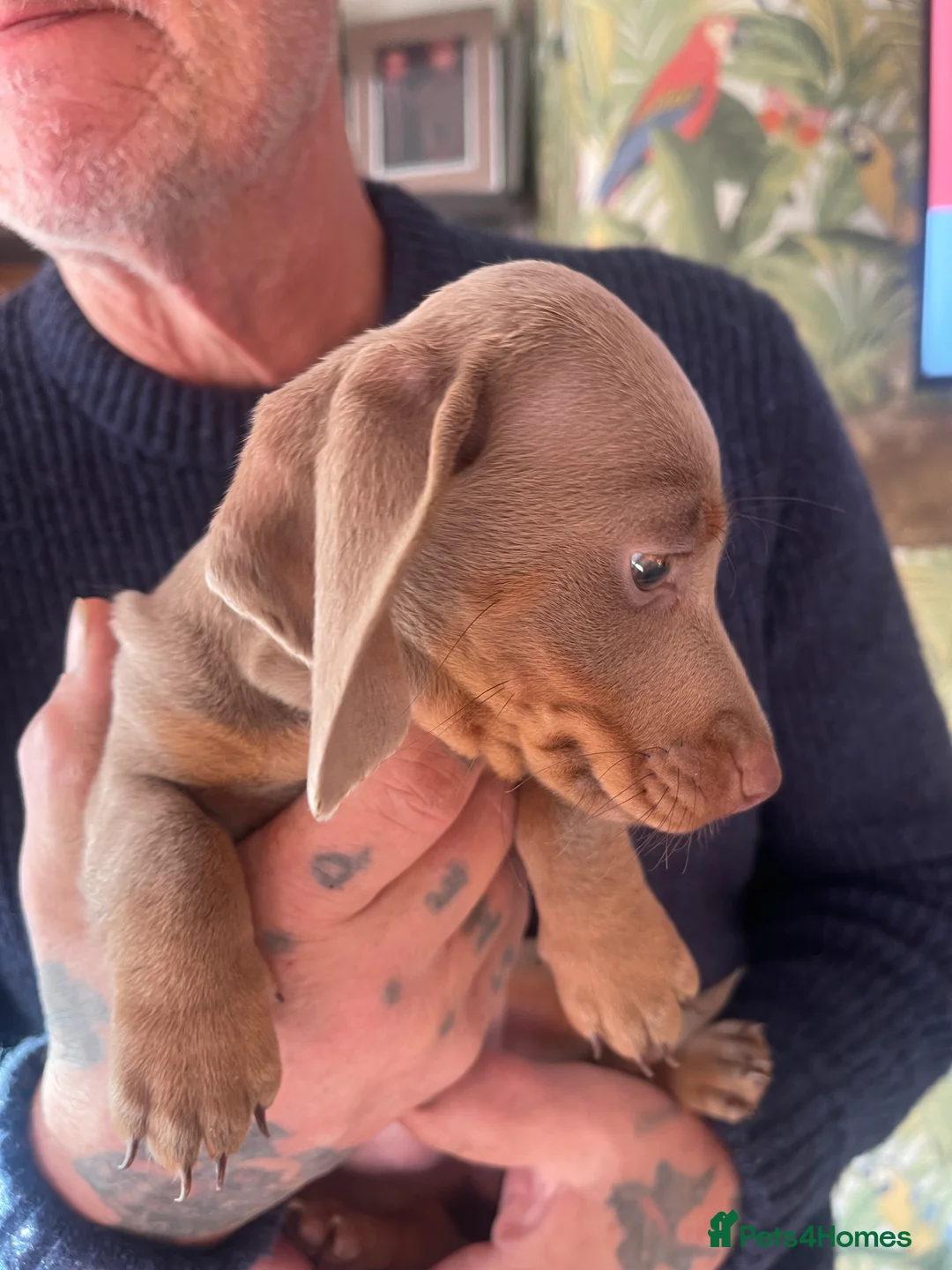 Miniature Dachshund dogs for sale: ❤️Minature Dachshunds for Sale ❤️ - Advert 2