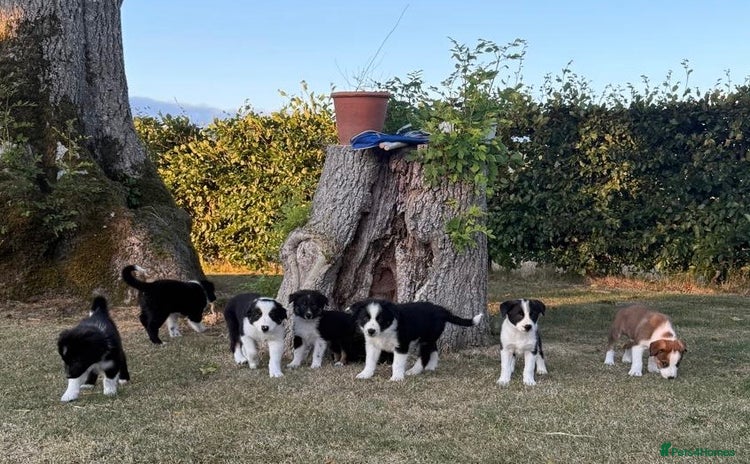 Welsh Collie dogs - Advert 1