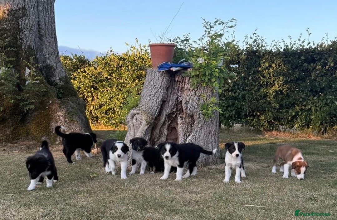 Welsh Collie dogs for sale: Beautiful Welsh Collie Puppies FOR SALE - Image 1