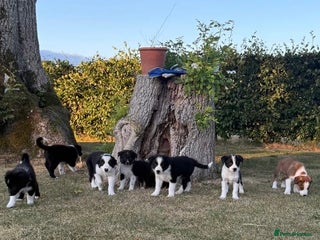 Welsh Collie dogs - Advert 3
