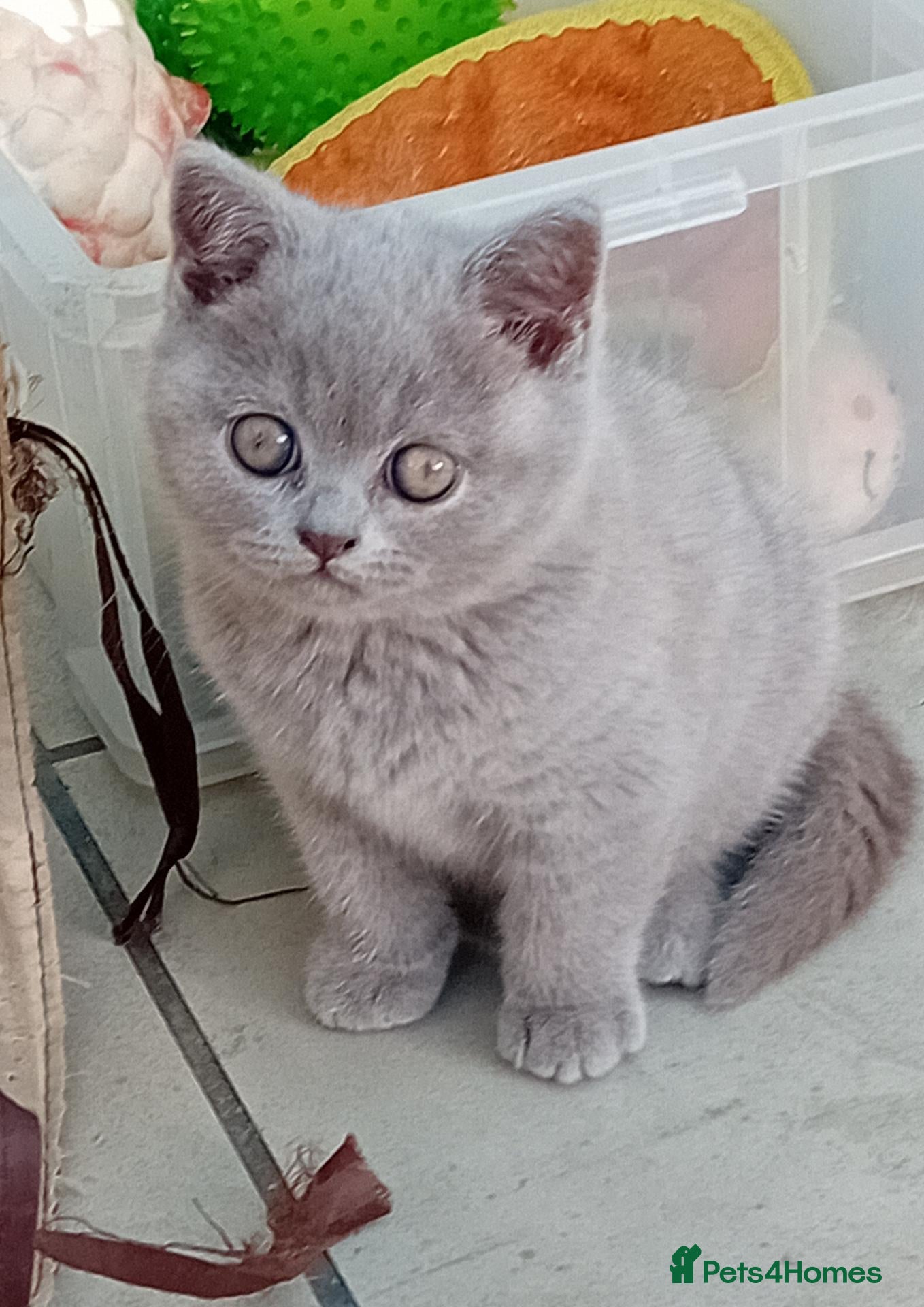 British Shorthair cats Gorgeous British short-hair kittens  - Advert 15