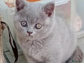 British Shorthair cats Gorgeous British short-hair kittens - Advert 15