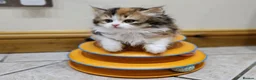 British Shorthair cats for sale: Beautiful British Shorthair & Longhair Kittens - Advert 20