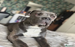 Cane Corso dogs for sale: Chunky Cane Corso Cross Pups – Ready Next Week! - Image 35
