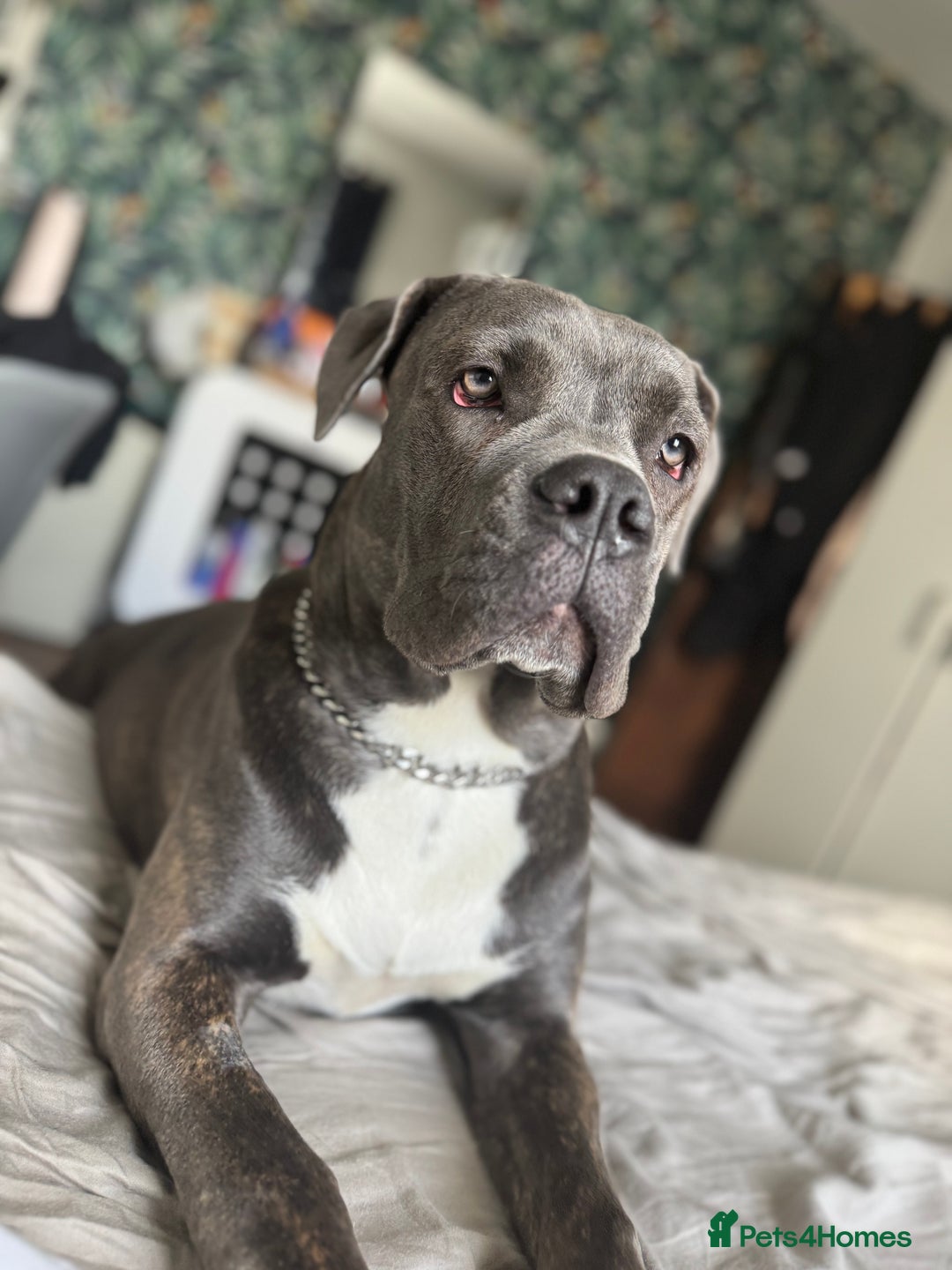 Cane Corso dogs for sale: Chunky Cane Corso Cross Pups – Ready Next Week! - Image 35
