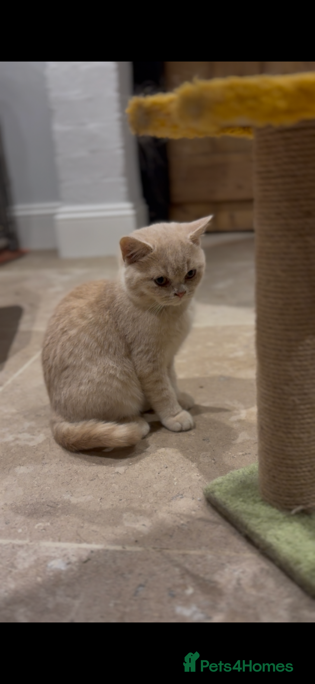 British Shorthair cats for sale: Beautiful British shorthair kittens  - Advert 3