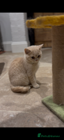 British Shorthair cats Beautiful British shorthair kittens - Advert 4