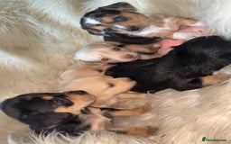Chiweenie dogs for sale: Gorgeous Mini Dachshund X Puppies🐾 - Advert 18