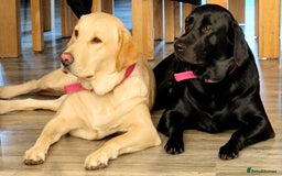 Labrador Retriever dogs for sale: Only the best homes only - Advert 1