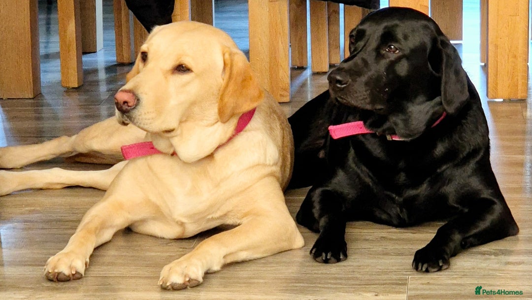 Labrador Retriever dogs for sale: Only the best homes only - Advert 1