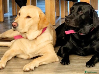 Labrador Retriever dogs Only the best homes only - Advert 2