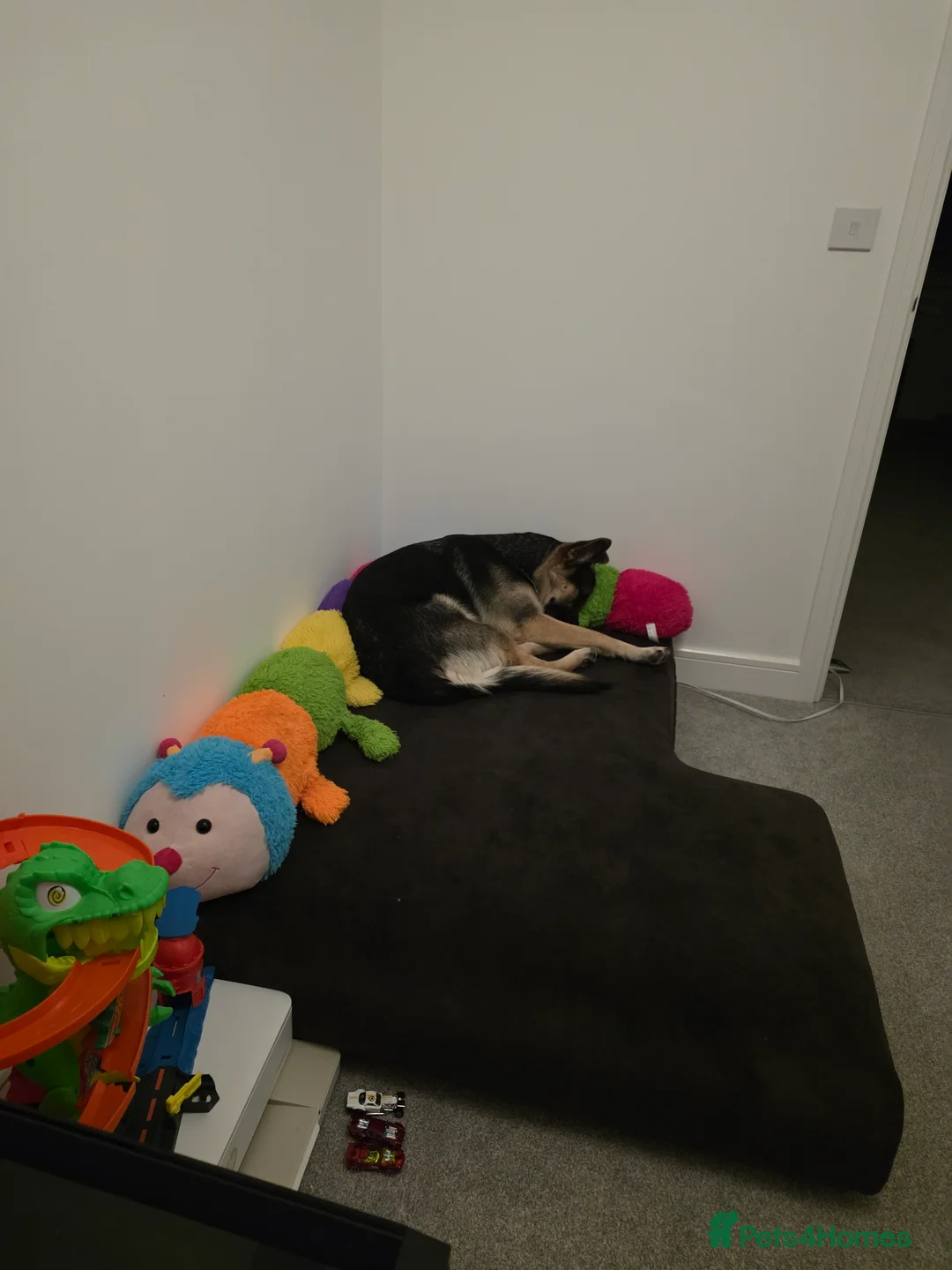 German Shepherd dogs for sale: Female 1 year old GSD - Advert 2