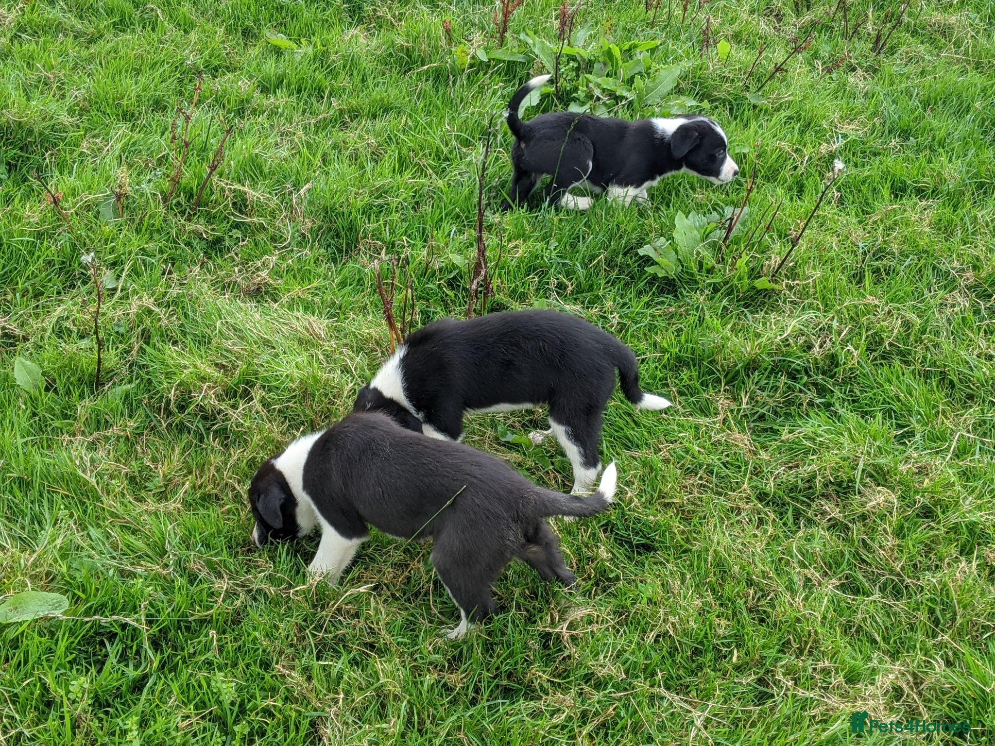 Border Collie dogs Isds border collie pups for sale - Advert 2