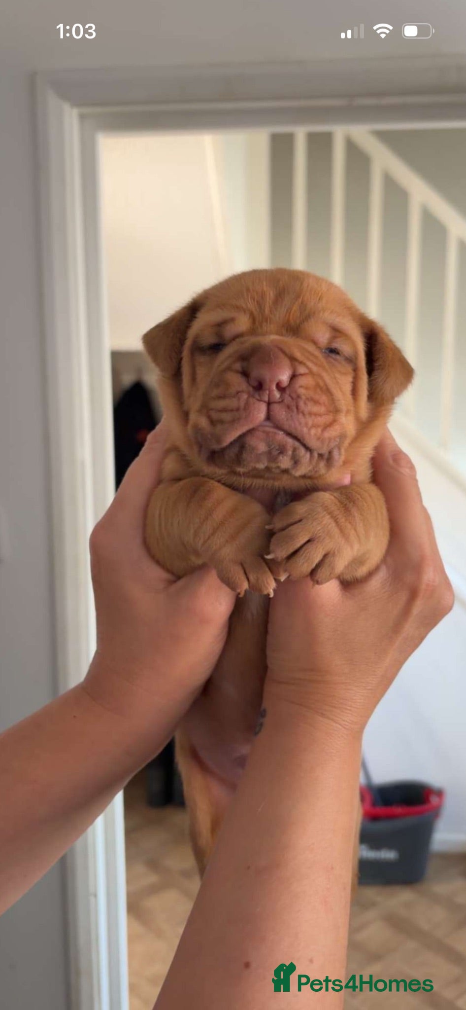 Dogue De Bordeaux dogs for sale: Beautiful chunky Douge de Bordeaux pups - Advert 1