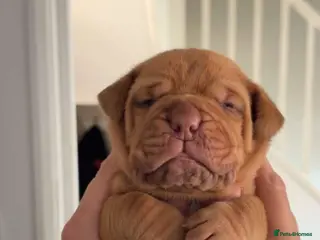 Dogue De Bordeaux dogs Beautiful chunky Dogue de Bordeaux pups - Advert 9