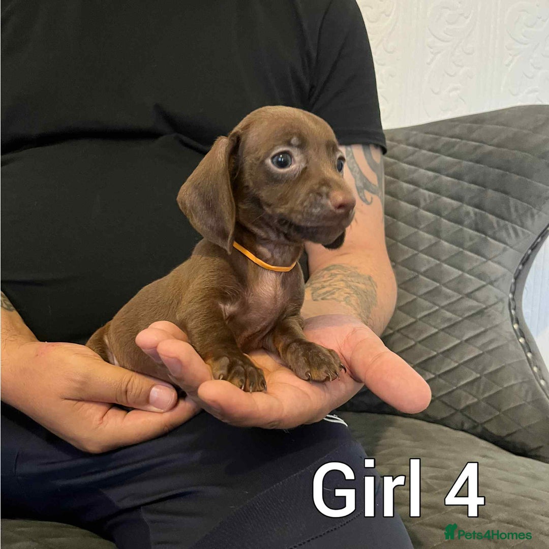 Miniature Dachshund dogs for sale: Miniature dachshund  - Image 8