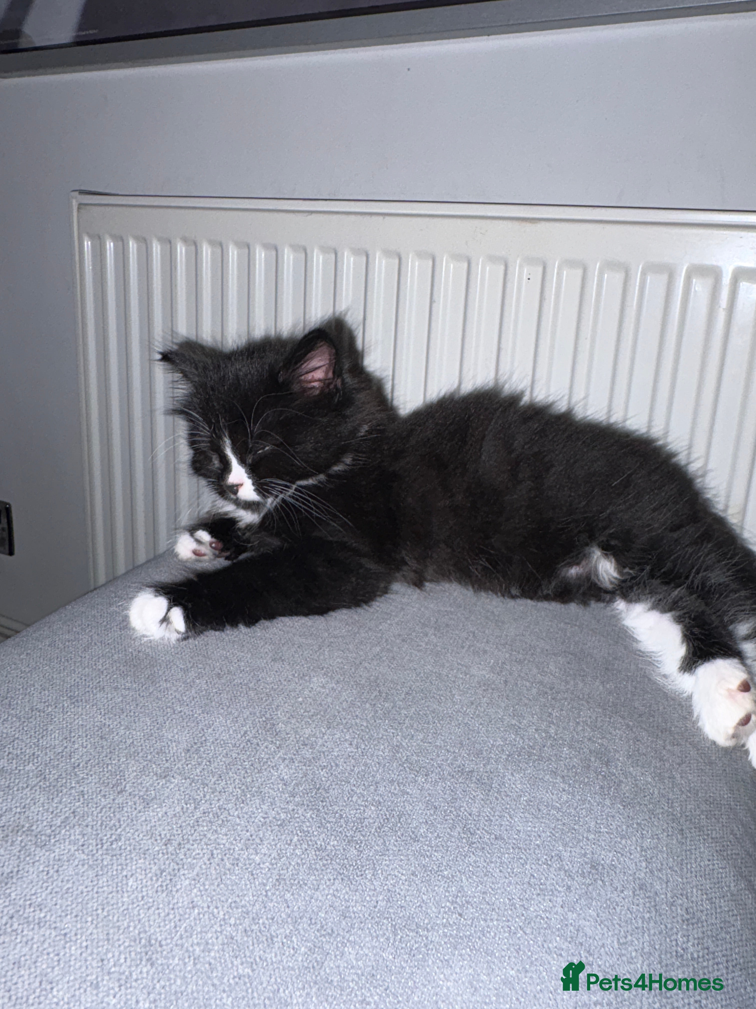 Mixed Breed cats for sale: Adorable healthy kittens for sale  - Advert 5