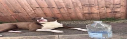Mixed Breed dogs for sale: Maya  in Leicester - Advert 5