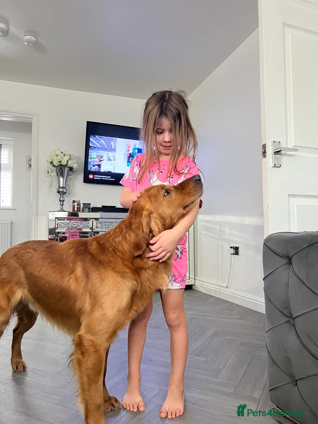 Golden Retriever dogs for stud: Hip & elbow scored health tested proven stud boy  in Barnsley - Advert 2