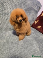 Miniature Poodle dogs - Advert 5