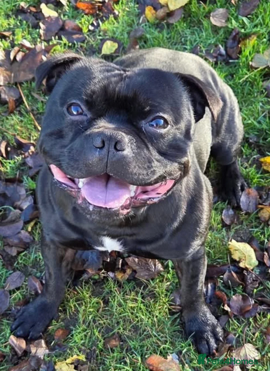 Staffordshire Bull Terrier dogs for sale: Geministaffs zee & maximus (4⭐️licensed breeders) - Advert 15