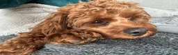 Cavapoo dogs for sale: Teddy 🐾  - Advert 11