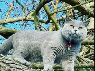 British Shorthair cats in Dartford - Advert 1