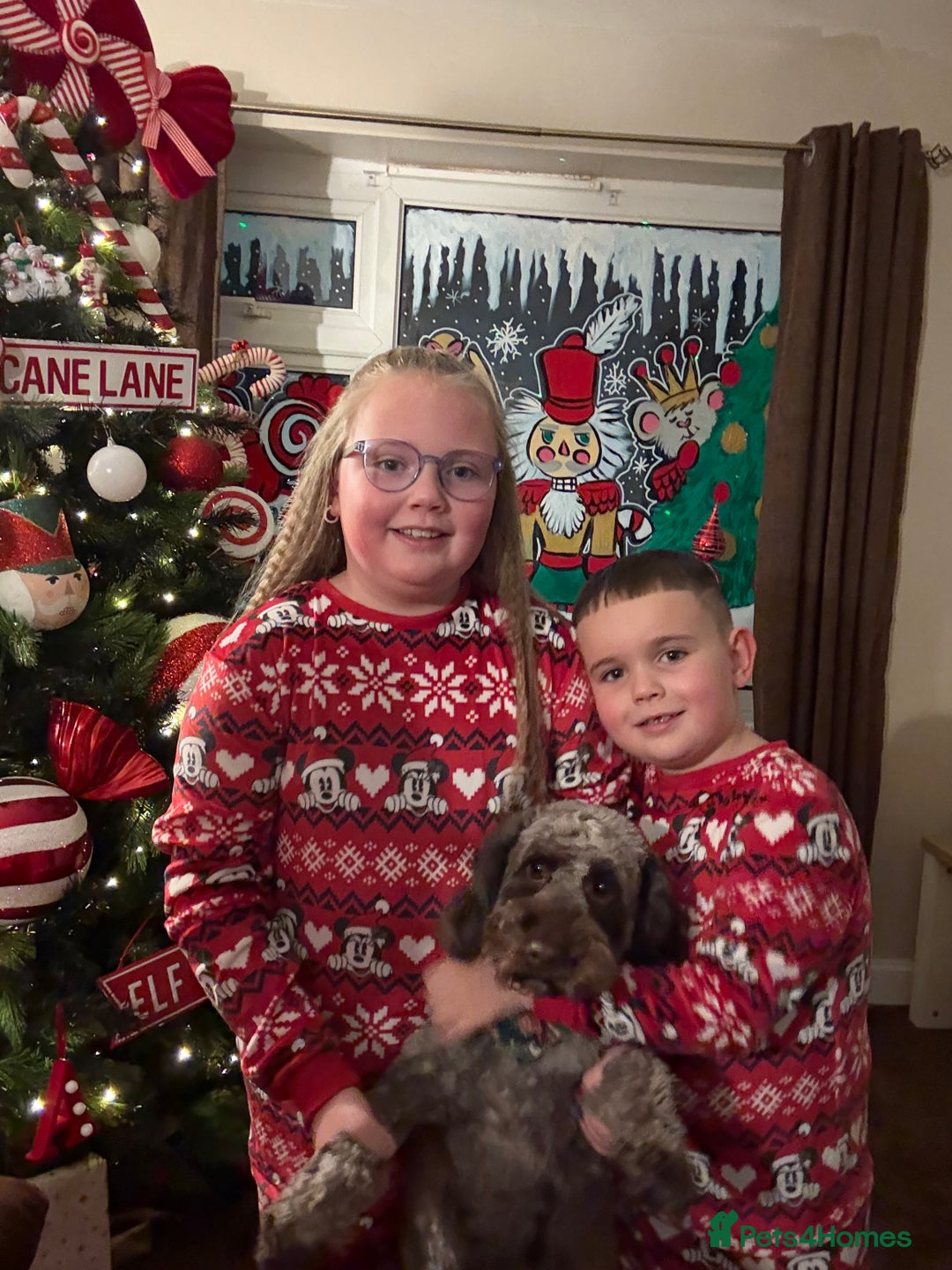 Cockapoo dogs for sale: Cockapoo bitch 2 years 5months - Advert 2