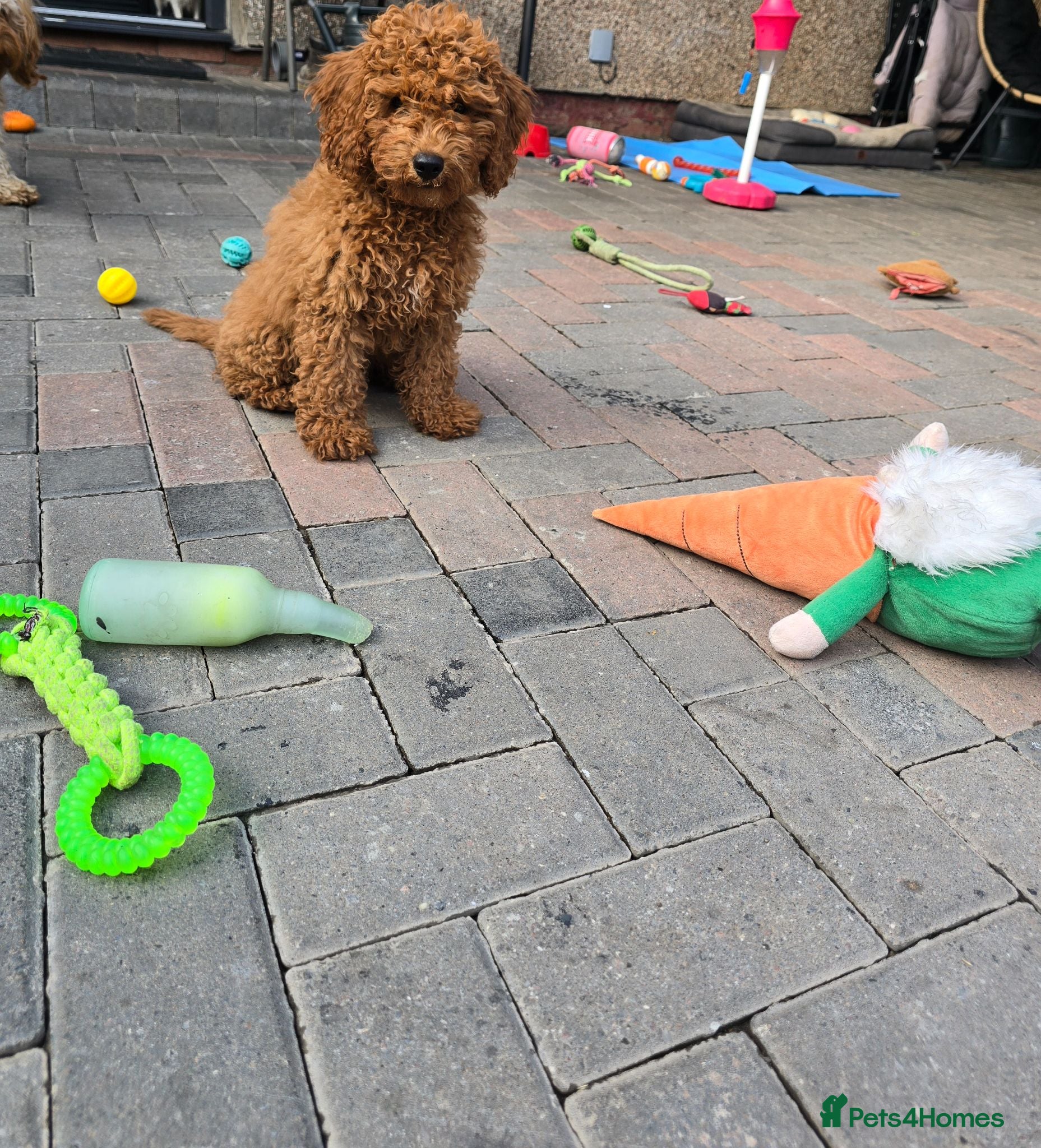 Cavapoo dogs LAST BOY cavapoo pup ready to leave  - Advert 1