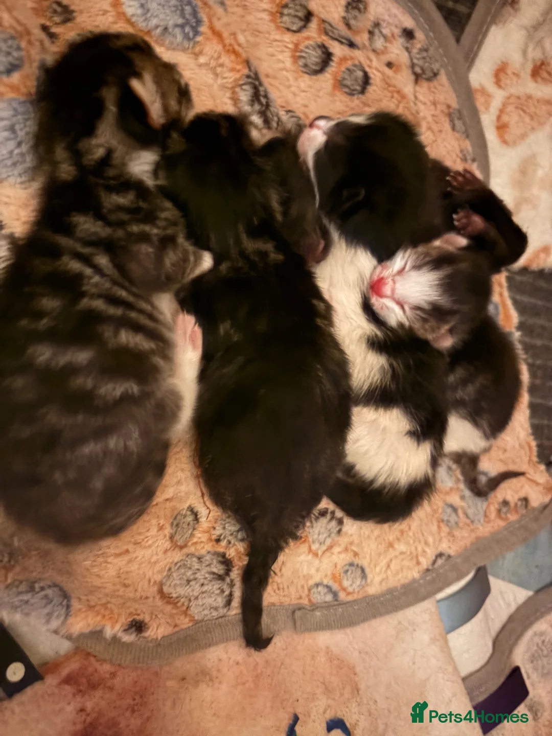 Mixed Breed cats for sale: Rumi’s Kittens in Didcot - Advert 1