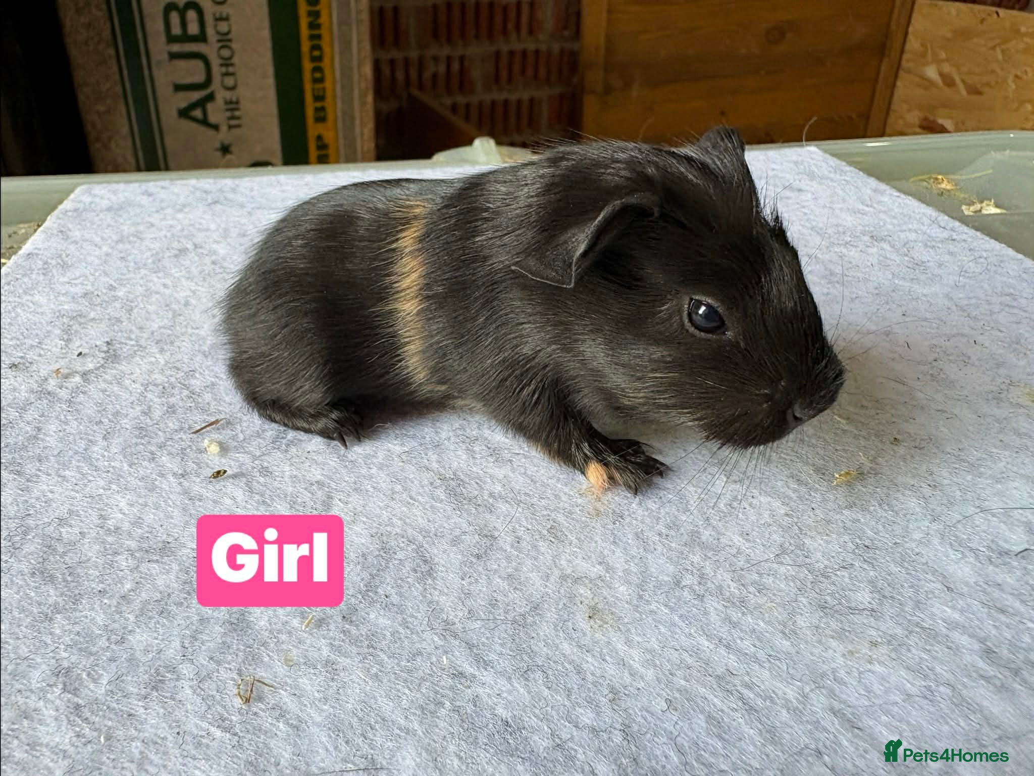 Guinea Pig rodents Guinea pigs available  - Advert 17