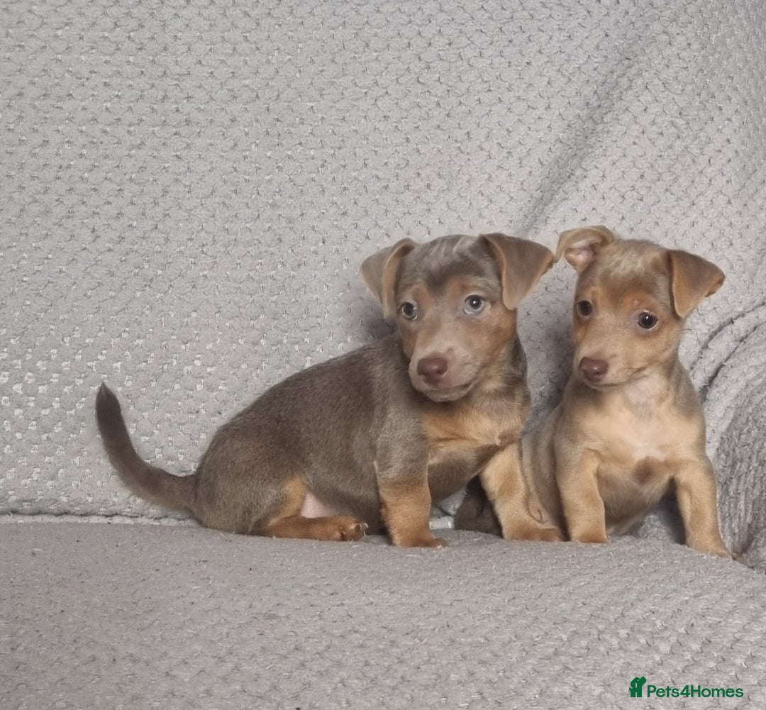 Jack Russell dogs for sale: Miniature jack Russell's only 3 available now - Image 21
