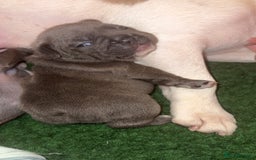French Bulldog dogs for sale: French Bulldog Puppies – Ready 1st December! 💙 🐾 - Image 1