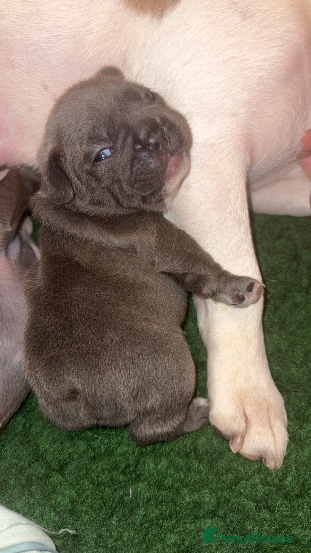 French Bulldog dogs for sale: French Bulldog Puppies – Ready 1st December! 💙 🐾 - Image 1