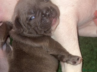 French Bulldog dogs - Advert 2